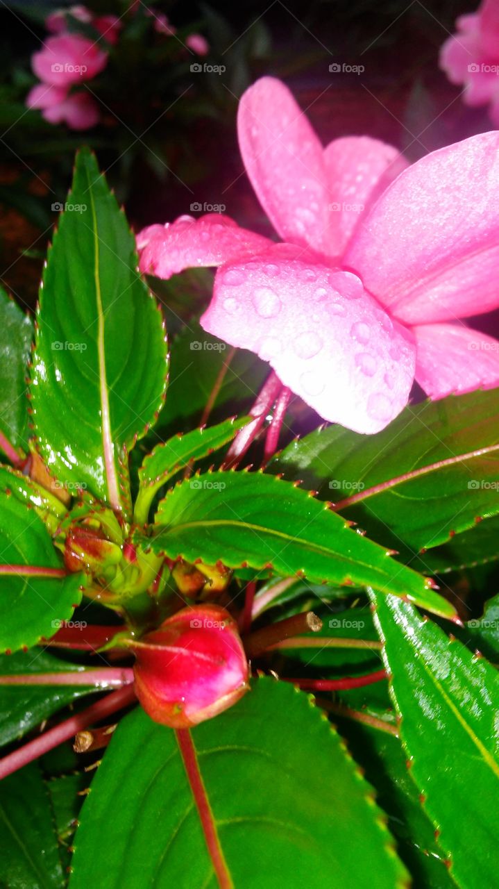 Nature, Leaf, Flower, Flora, No Person