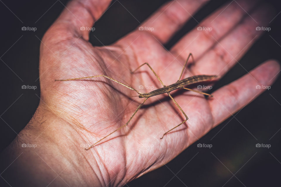 Stick Bug