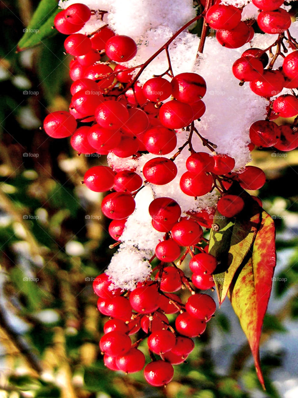 snow winter berries maryland by probie15