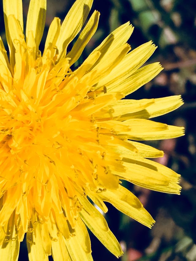 Giallo 