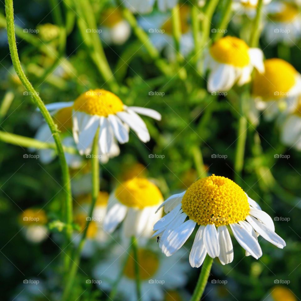 Summertime wild dog daisies reaching for the last rays of sunlight at sunset ... 