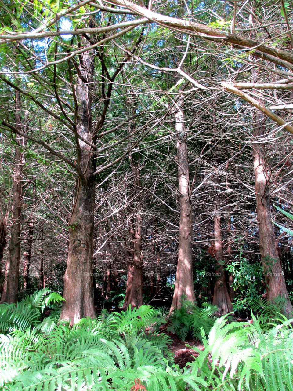 Cypress grove. Cypress tree grove