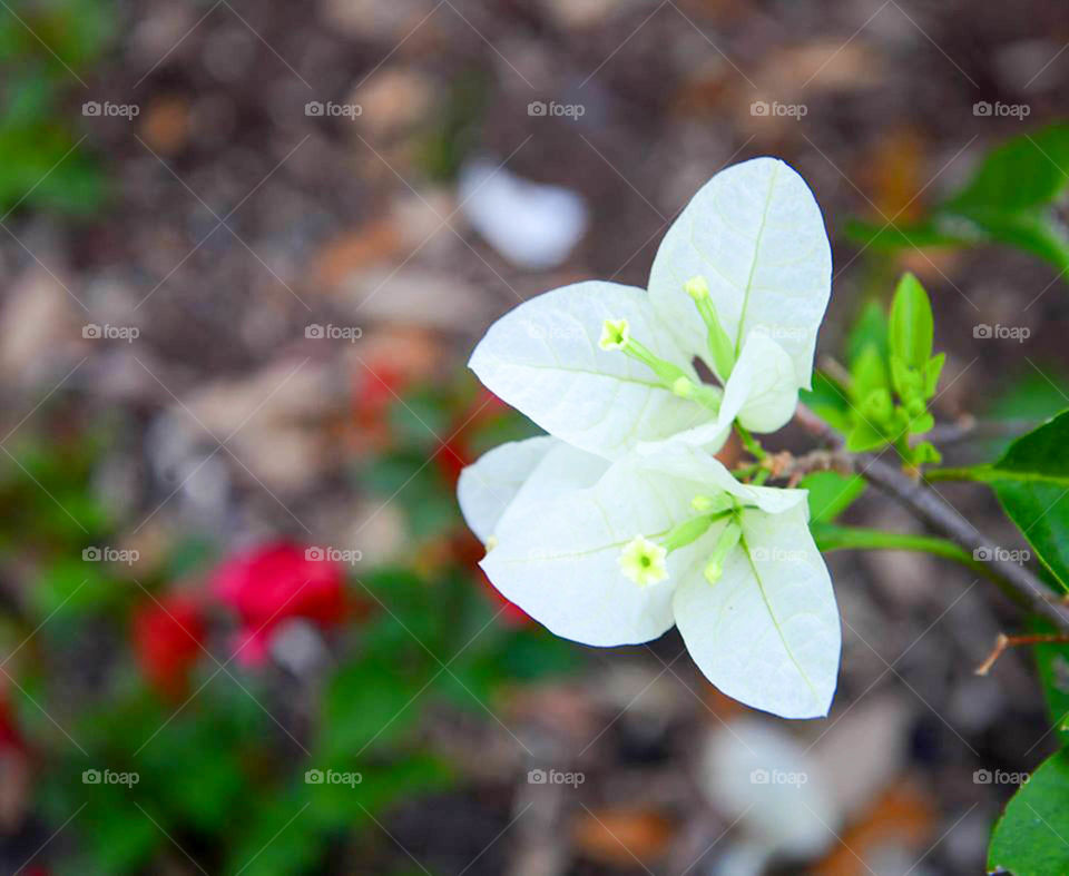 beach flower. Cute little white flower I encountered on a morning beach walk