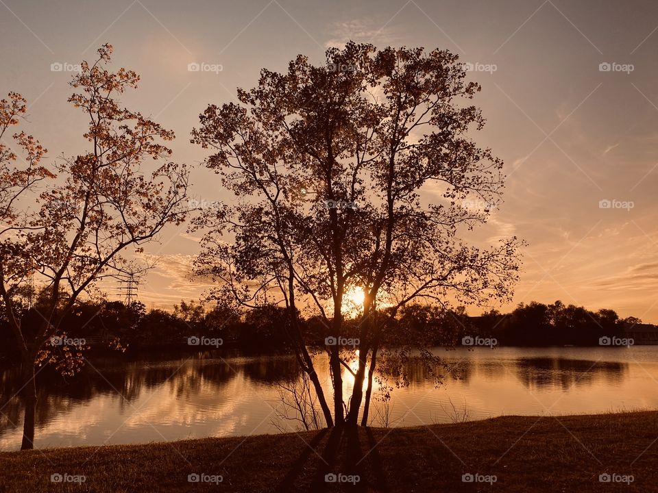 This majestic lake bed tree seems to get fired up for the falling Fall Foliage. The leaves from thinning branches are seen floating over the lake water. 