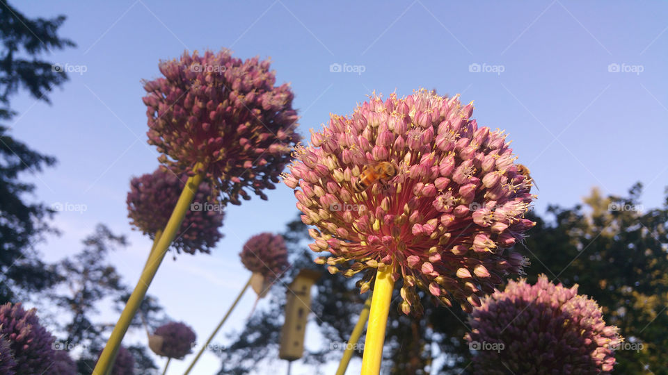 Garlic Flowers up close