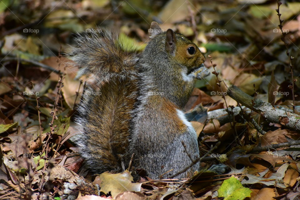 Squirrel snacks of a nut