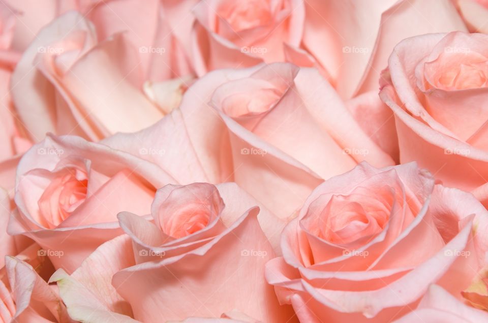 Delicate roses close-up