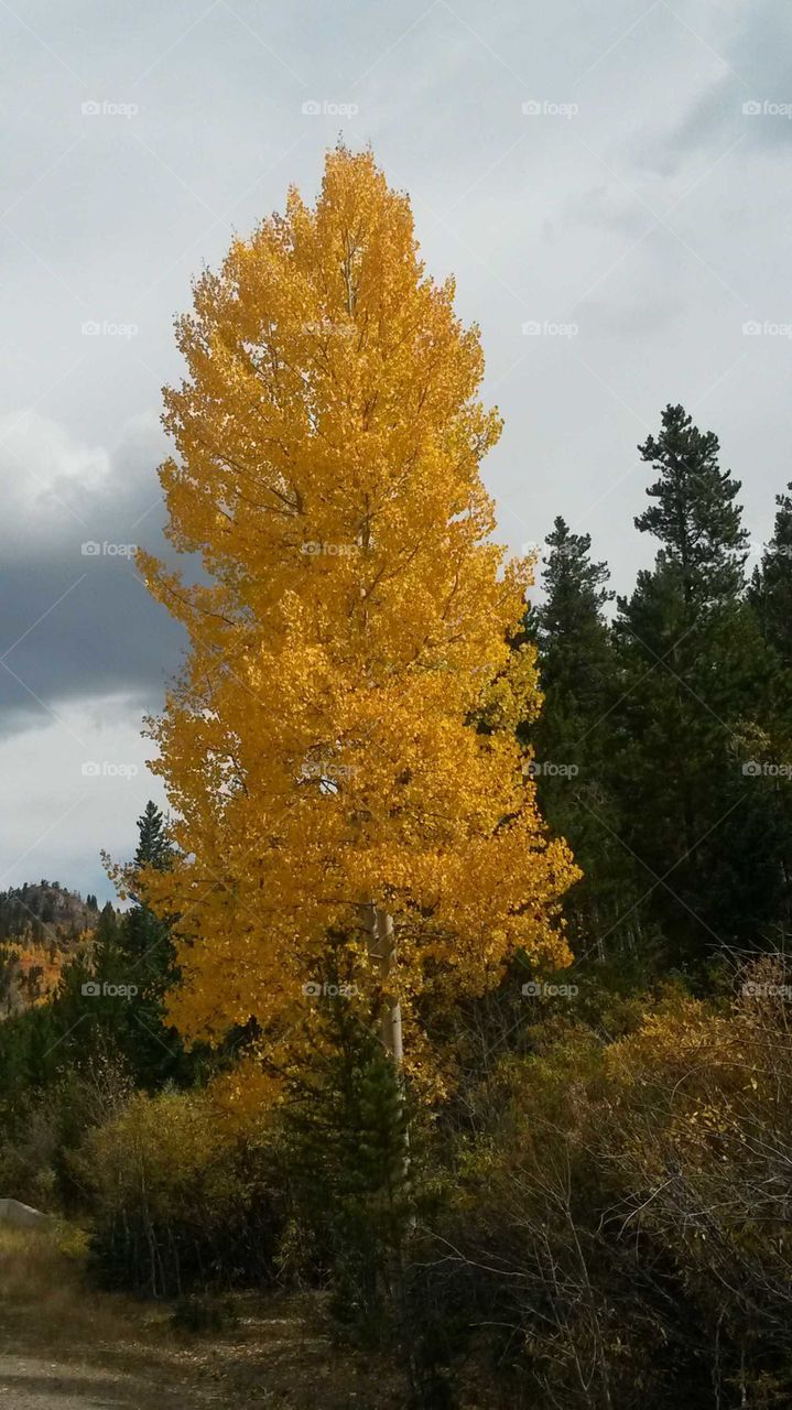 Rocky mountain aspen
