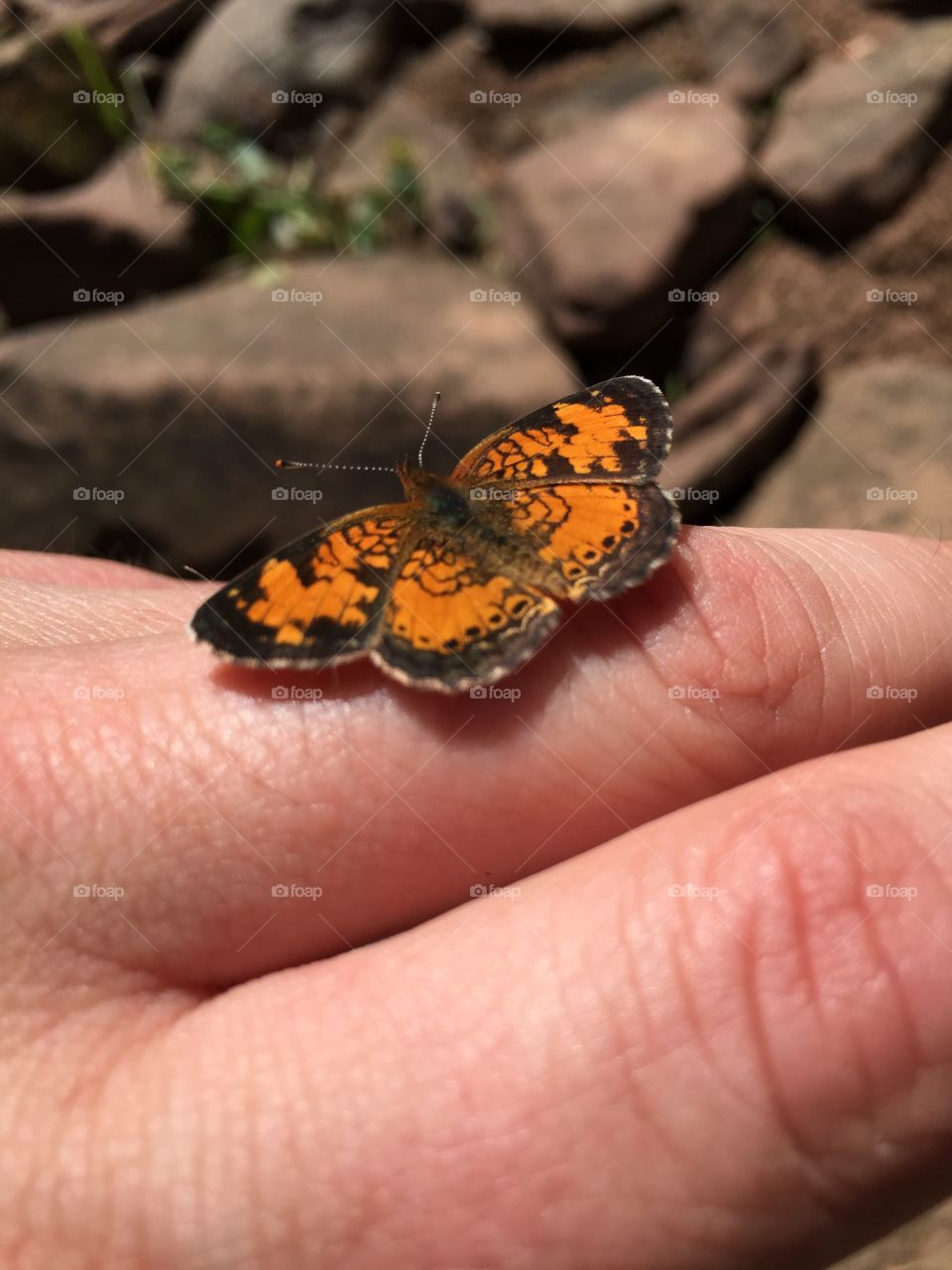 Butterfly. Butterfly on my hand