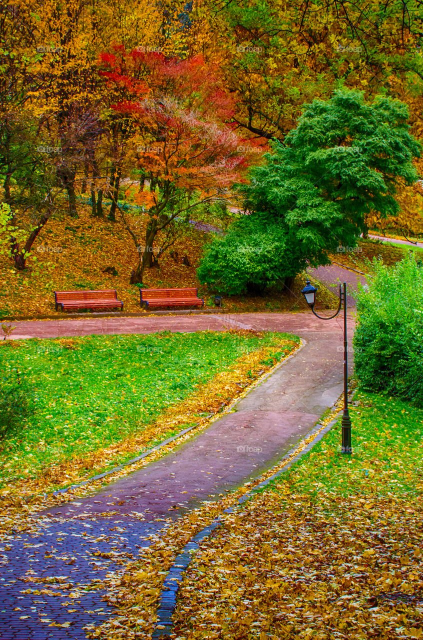 autumn season in the park