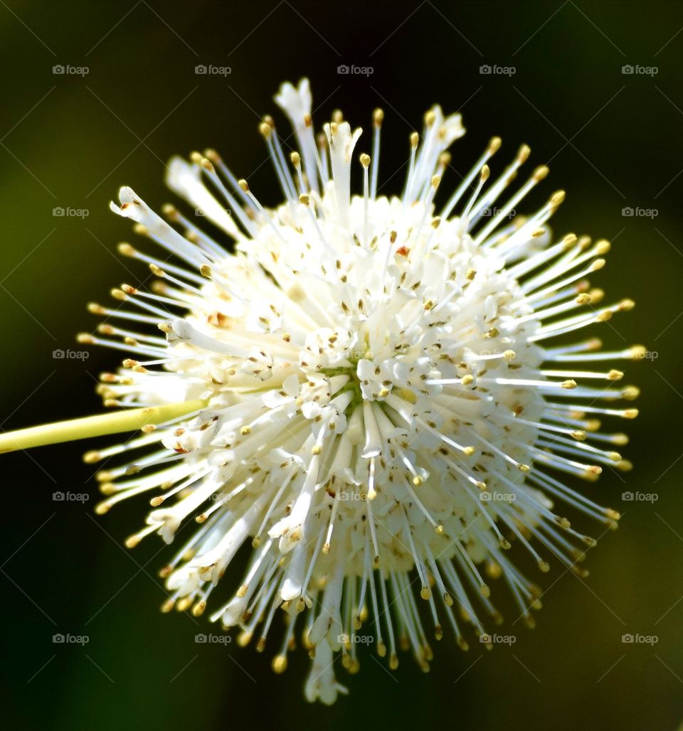 white spherical plant