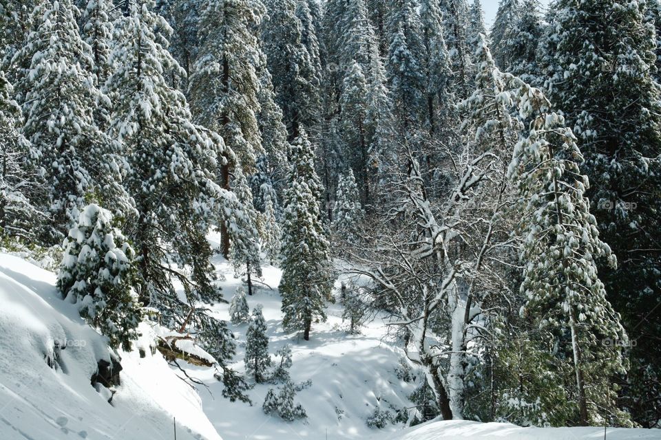 Winter sequoia park 