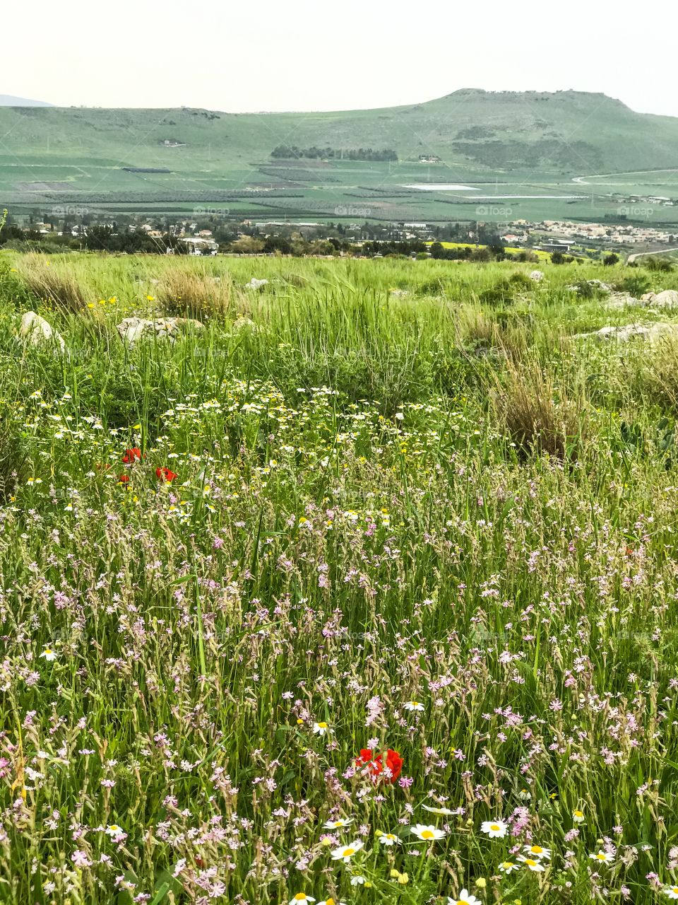 Nature - Wild Flowers 