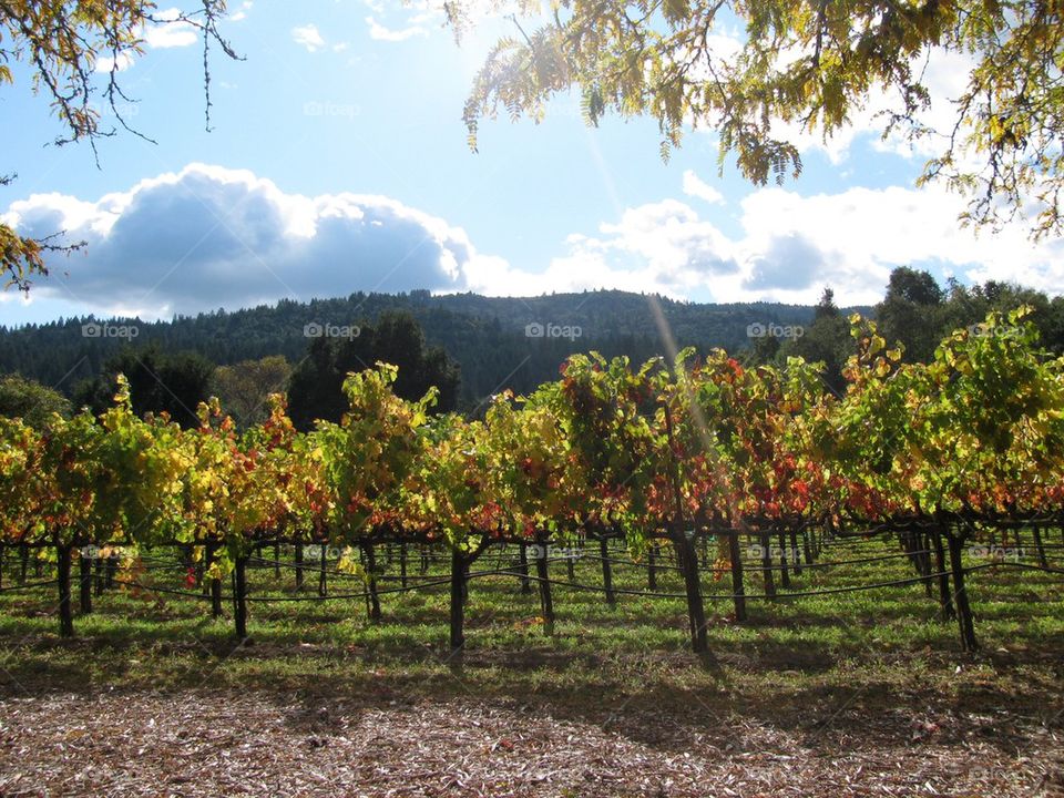 Fall in the Vineyard