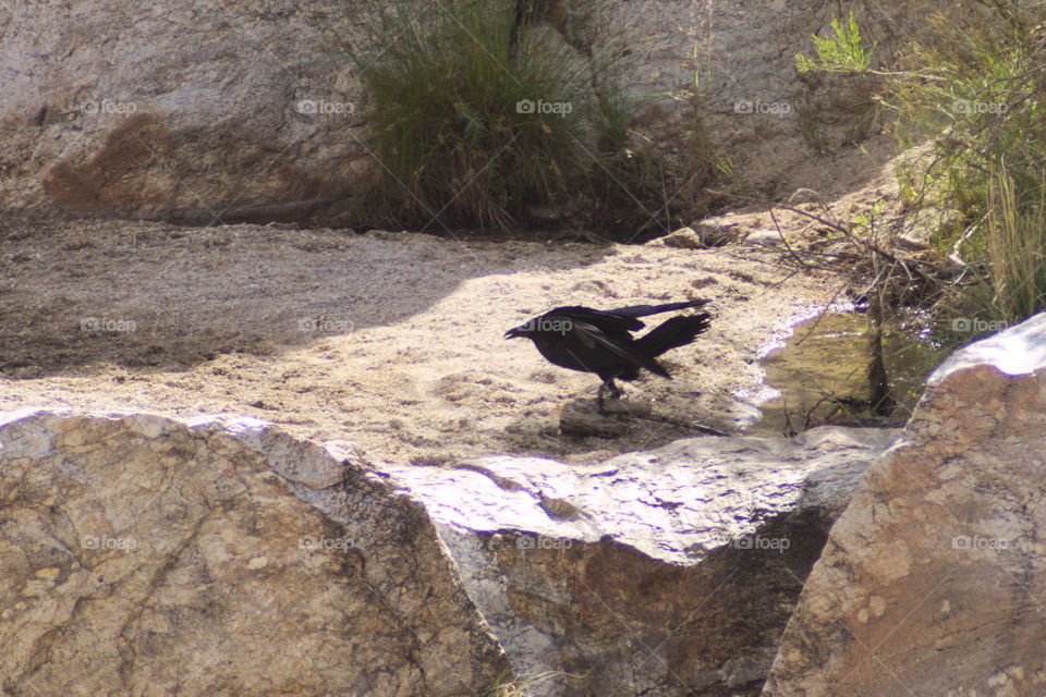 blackbird crows
 silhouette