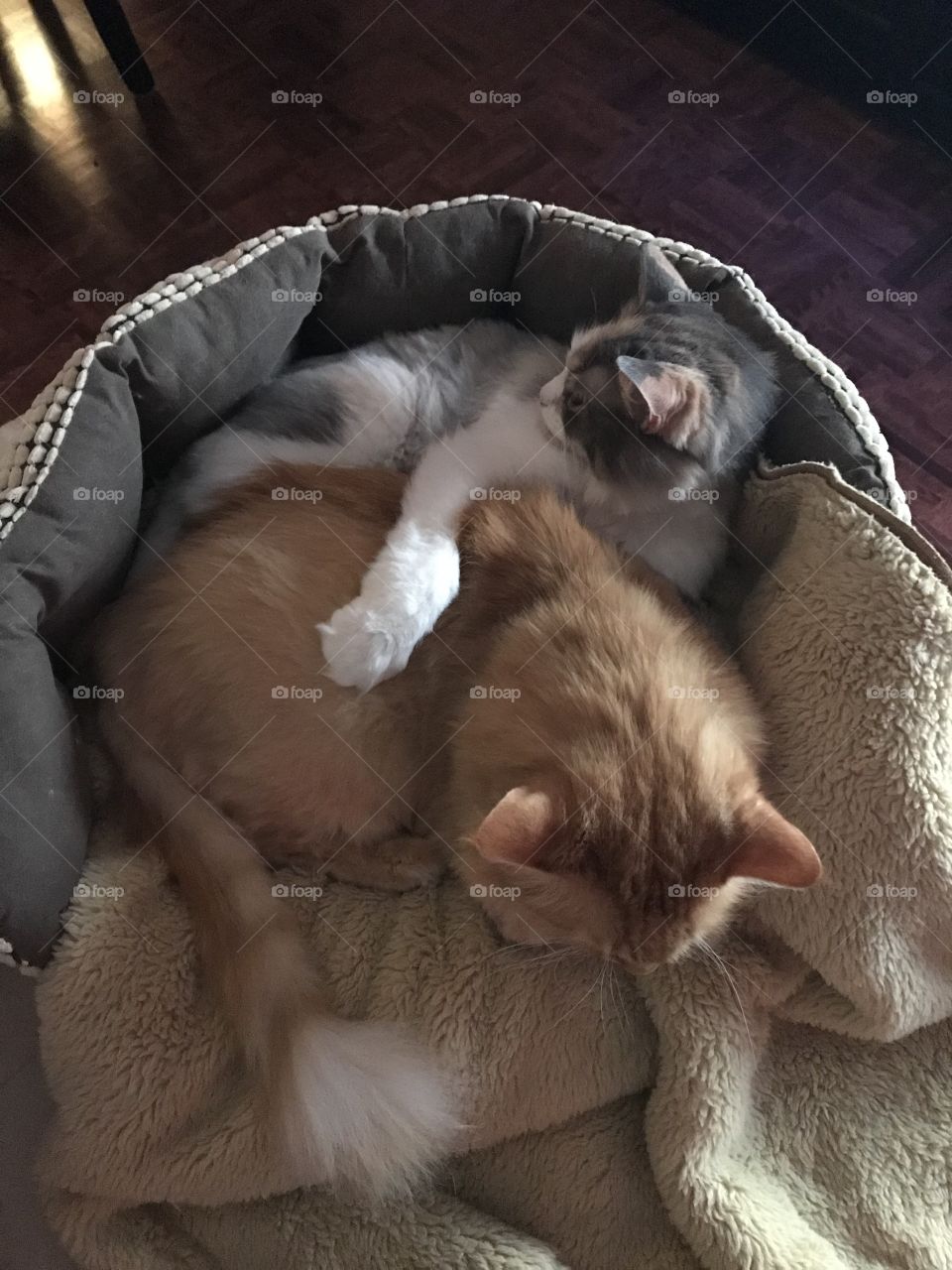 Cuddle cats