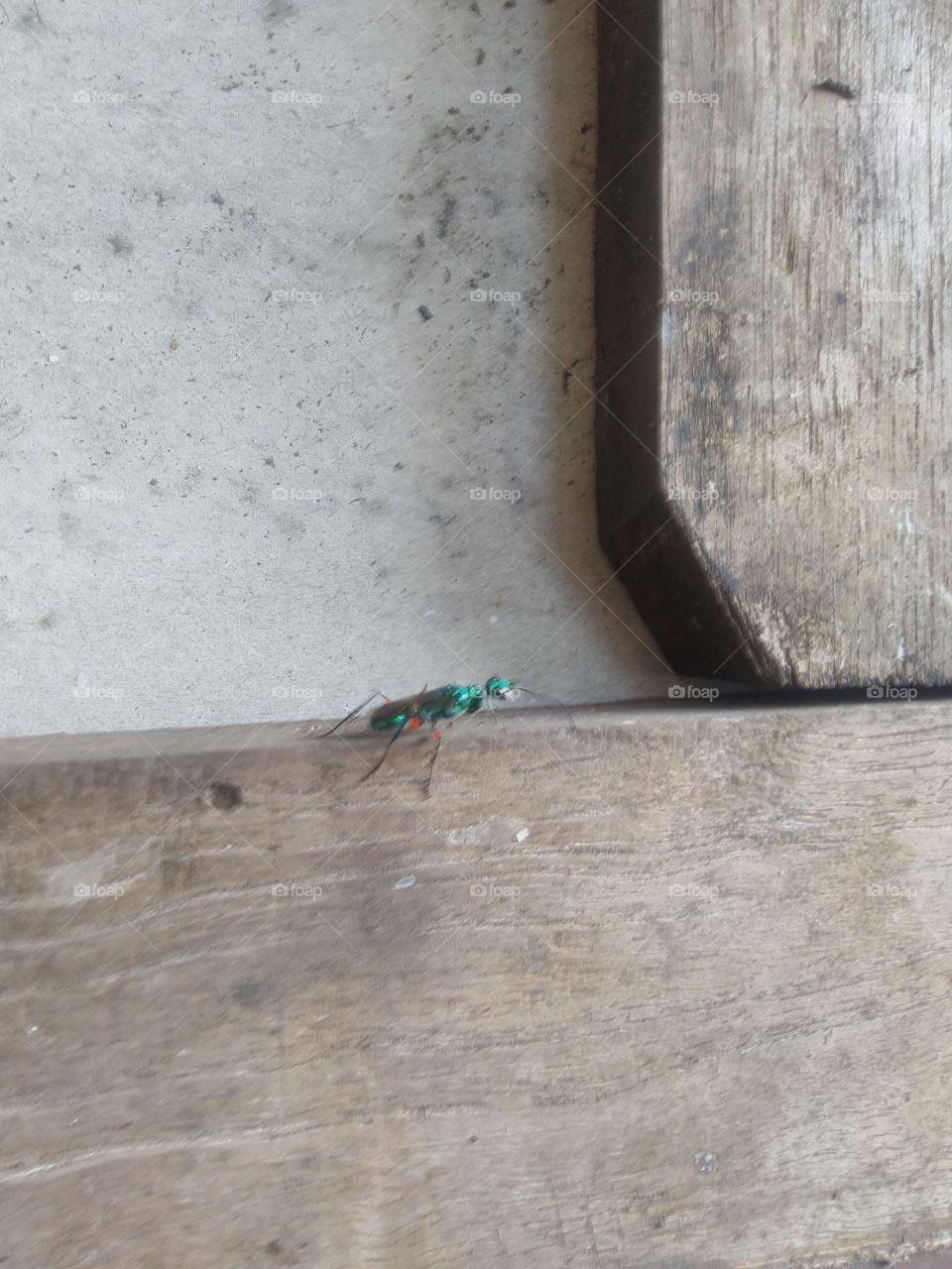 The jewel wasp stared emotionally, in disbelief zoom.