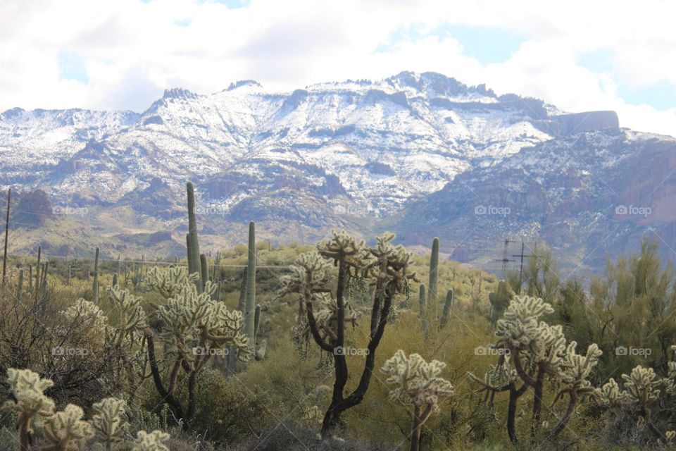 Winter in the Arizona Desert