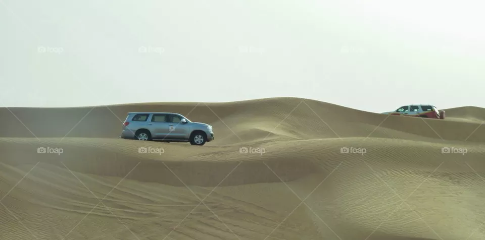 Safari