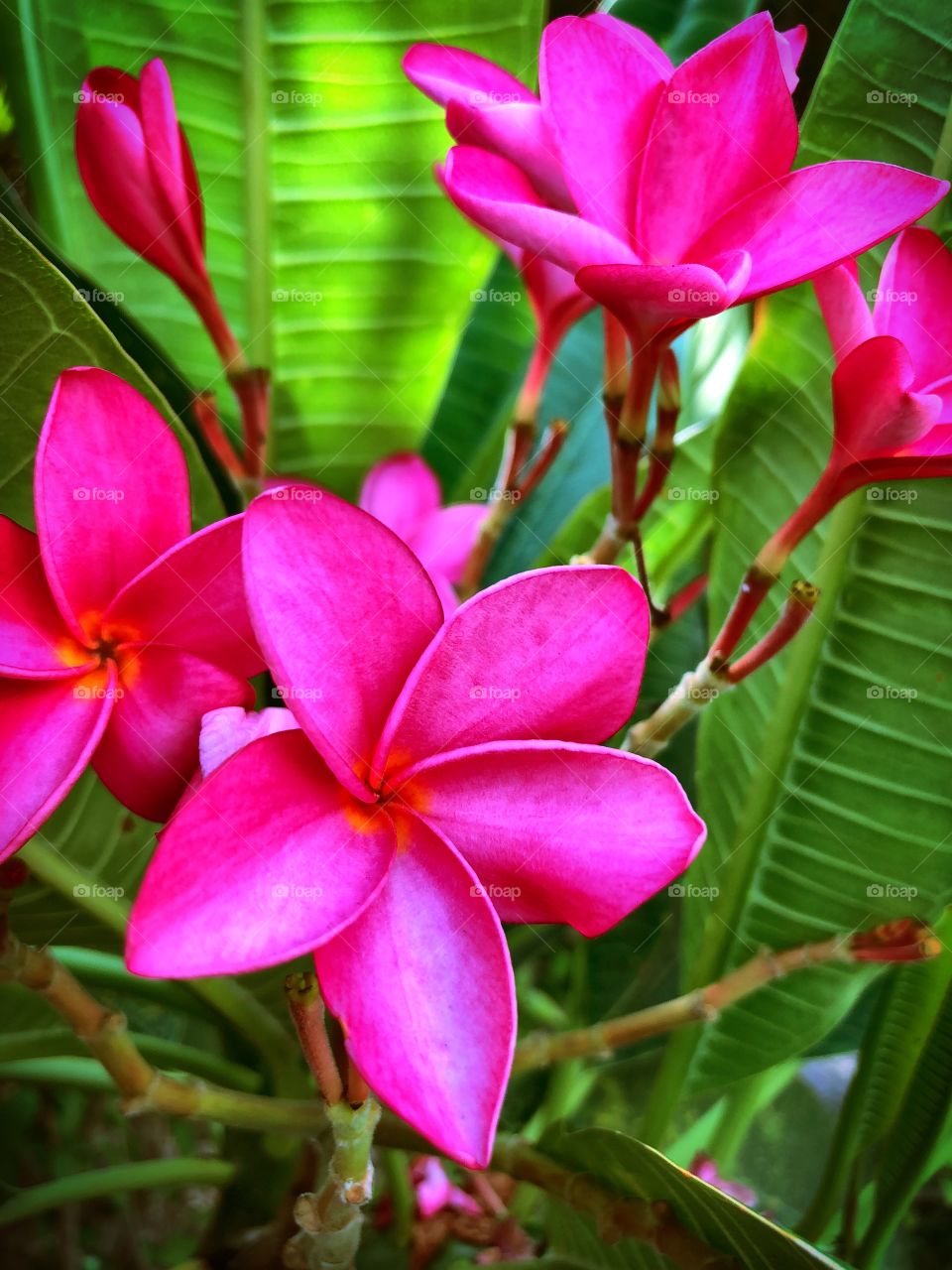 Fragrant frangipani blooms