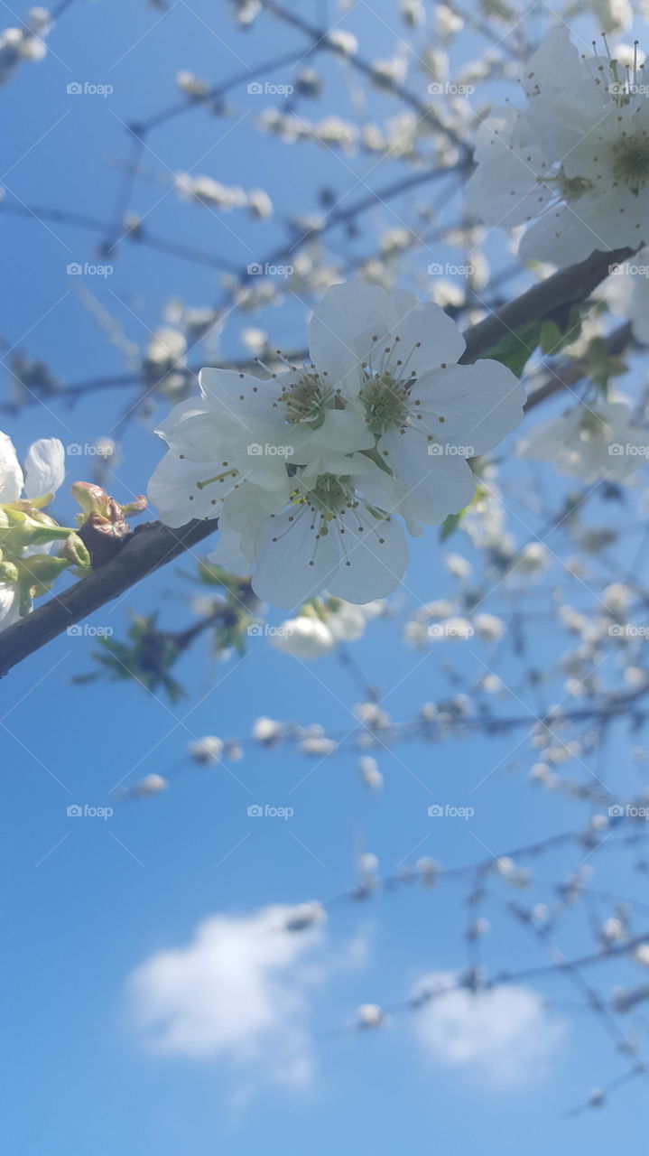Cherry Blossom in spring