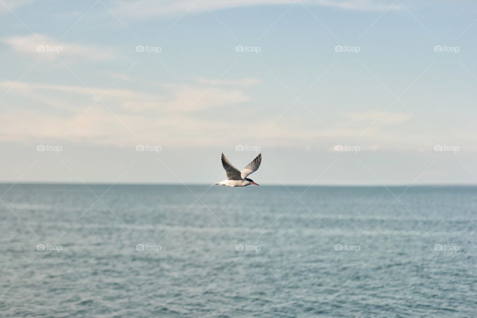 A seagull flies over the water