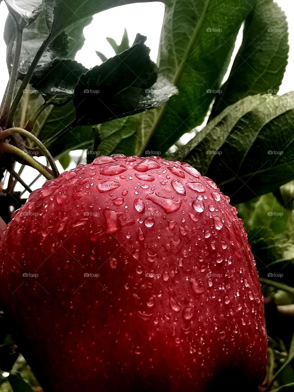 Royal Apple Raindrops