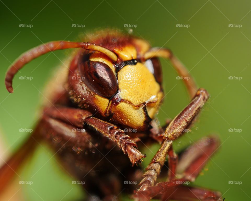 Portrait of hornet head