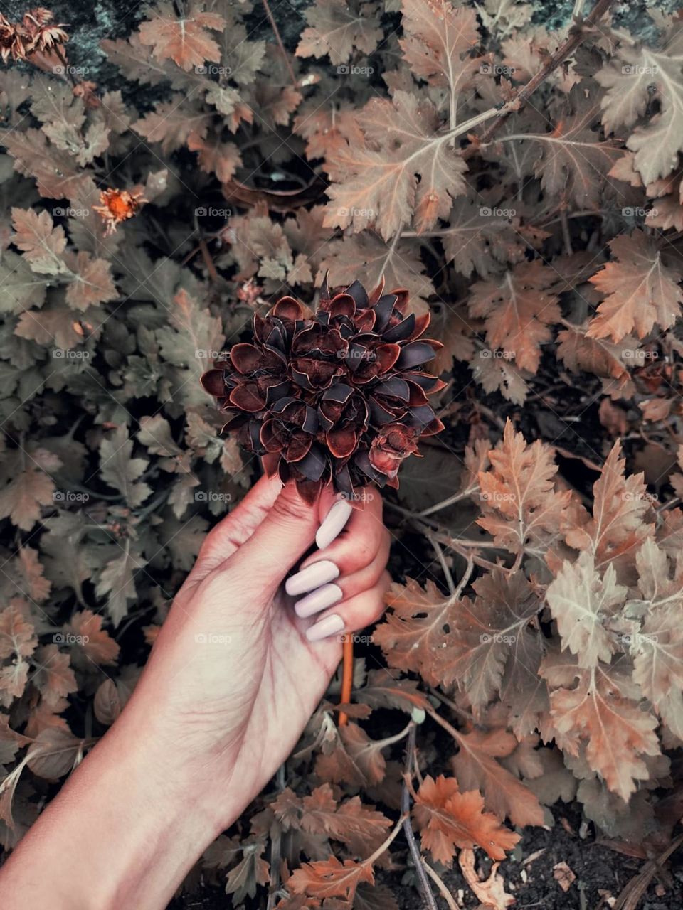 If I had a flower for every time I thought of you… I could walk through my garden forever