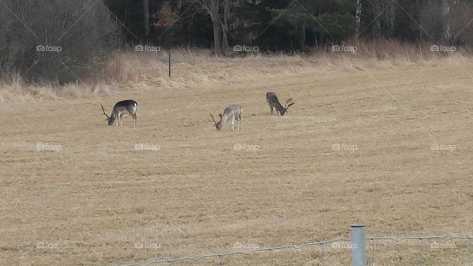 Mammal, No Person, Animal, Wildlife, Grass