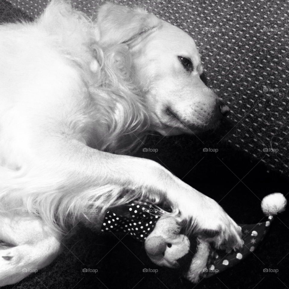 pretty play grey dog by Zita