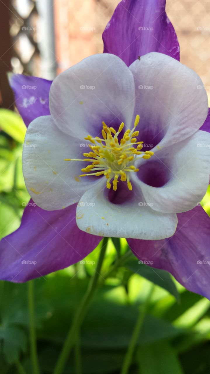 Purple flower blooming in the garden