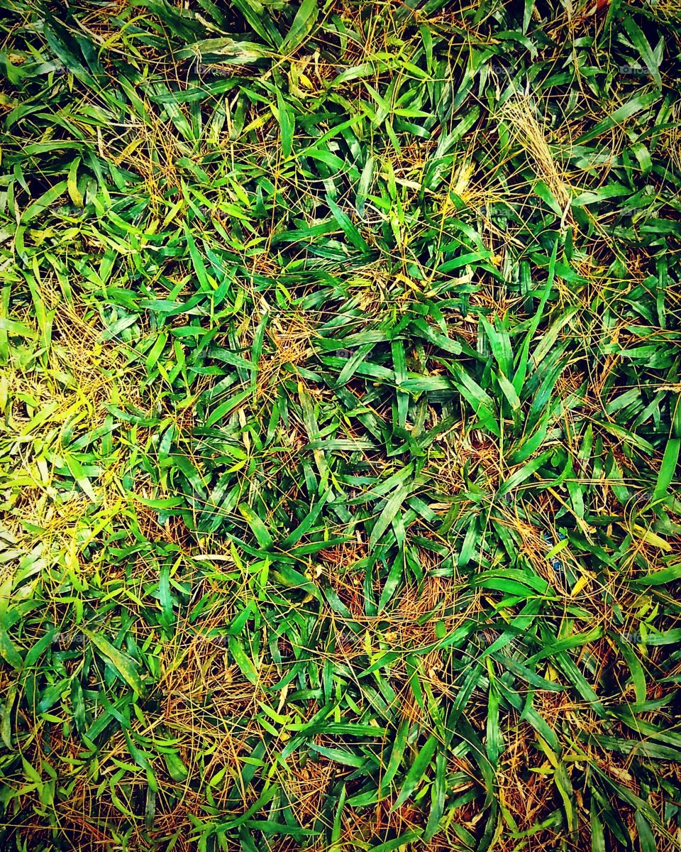Green grass