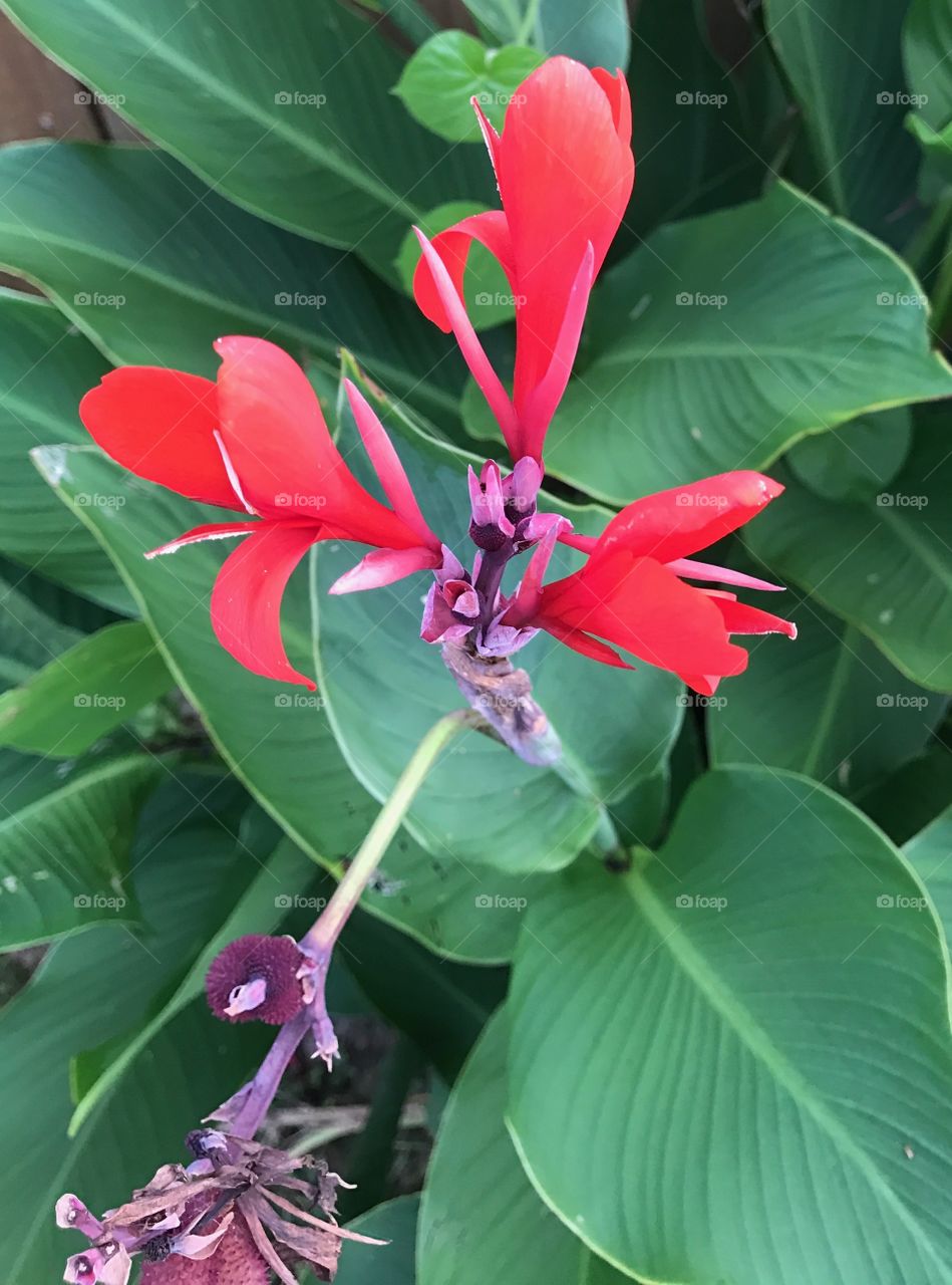 Unique red flower