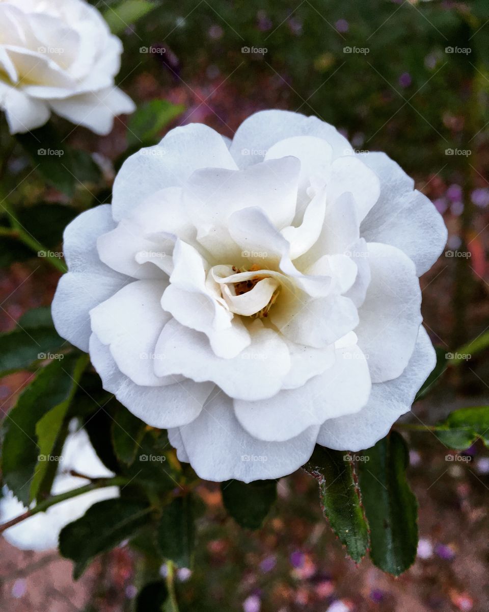 🌺Fim de #cooper! 
Suado, cansado e feliz, alongando e curtindo a beleza das #flores.
É nosso botão de #rosa branca?
🏁
#corrida #treino #flor #flower #flowers #pétalas #pétala #jardim #jardinagem #garden #flora #run #running #esporte #alongamento