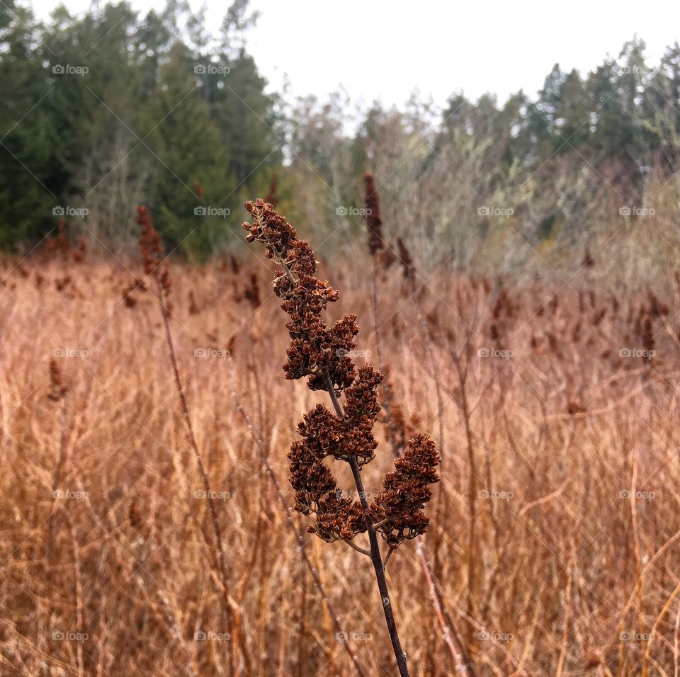 Beautiful scenery on the side of the path. Francis King Park, Vancouver Island, British Columbia, Canada. 