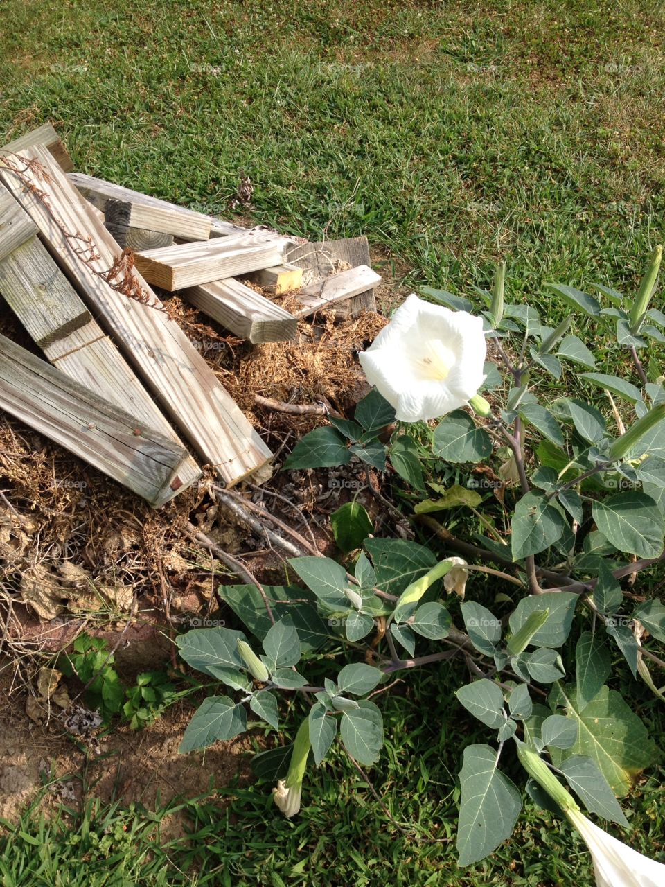 Moonflower in bloom next to a pile of wood 
