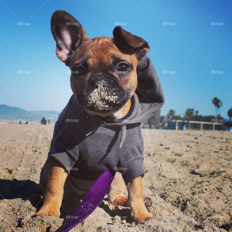 Beach pup