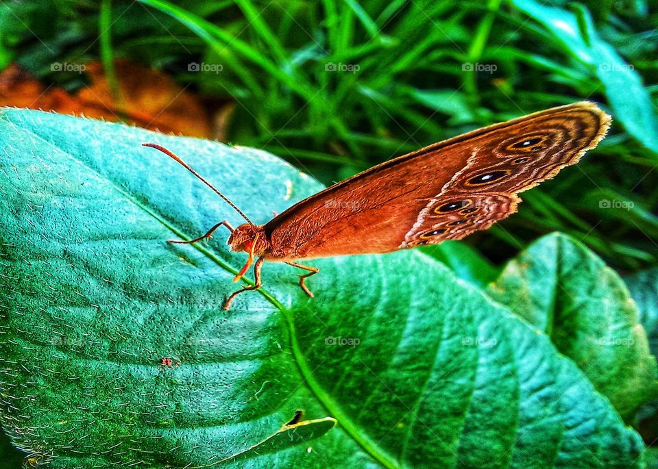 Small butterflies perched on green leaves