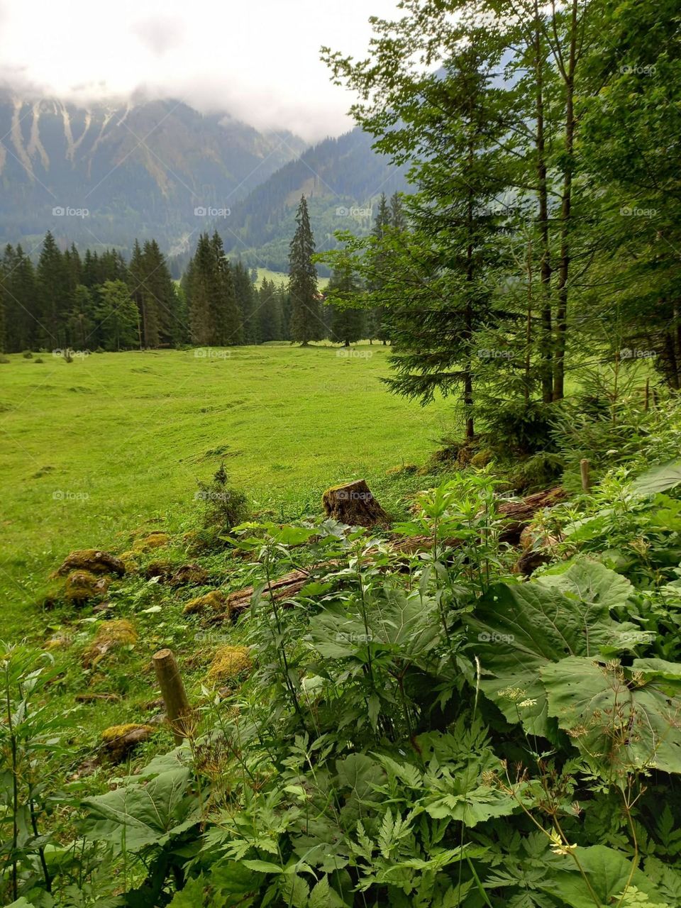 Alpine Trail in Summer