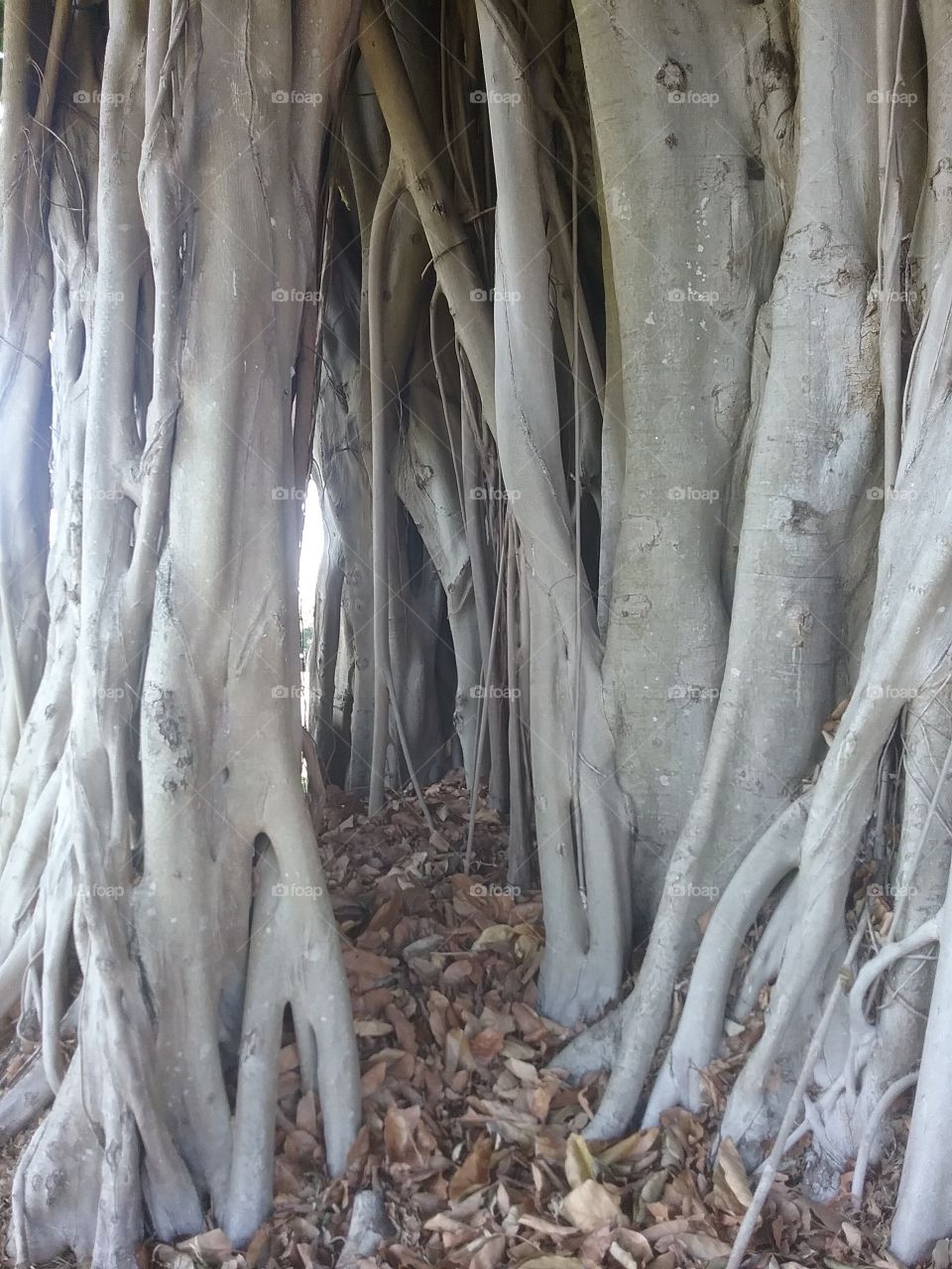 ginormous fig tree