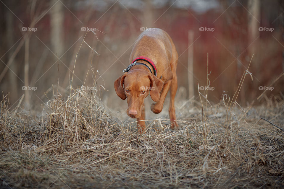 Hungarian vizsla playing outdoor at spring evening 