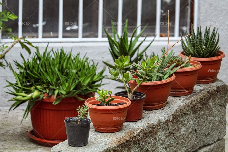 cactus in pots