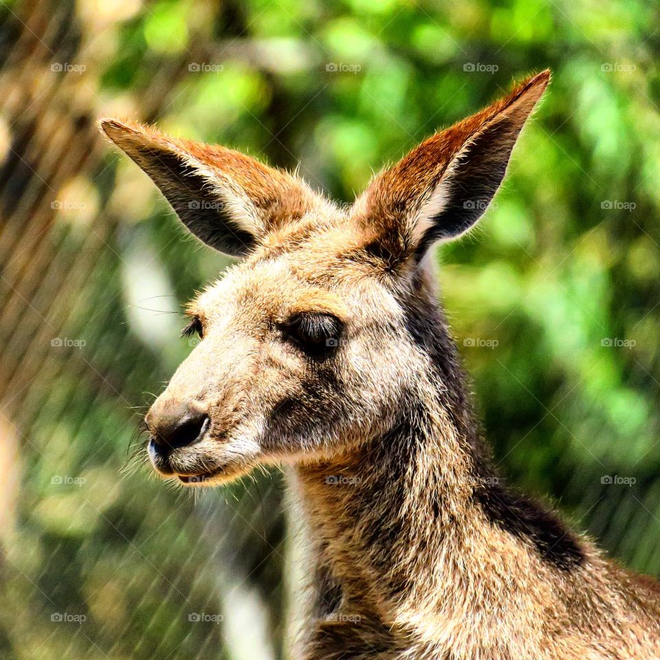 Kangaroo portrait