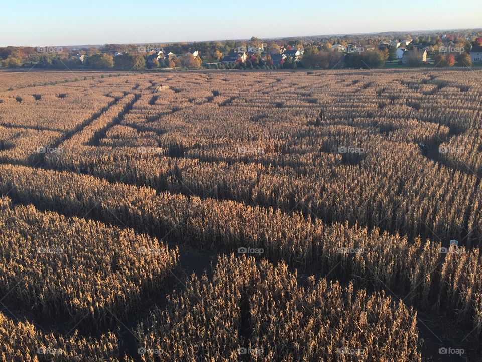 Corn maze. Fall things. 