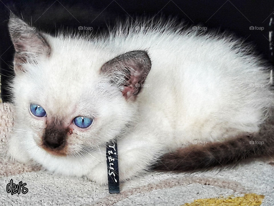 Good morning !!
My name Titus
I'm 2 months old 🐈