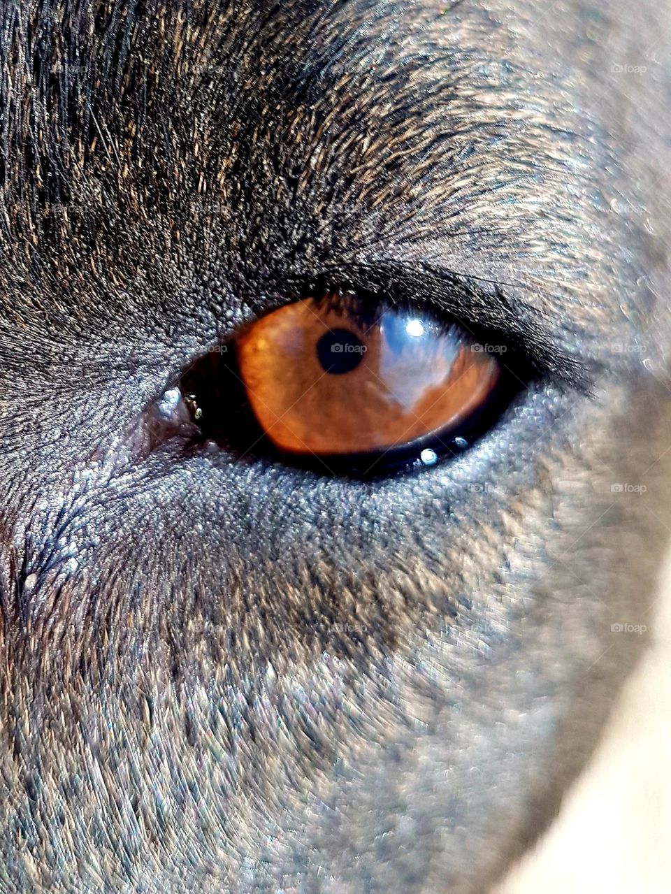 dog eye