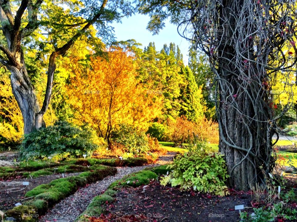 Magic forest in botincal garden in Oslo, Norway.
