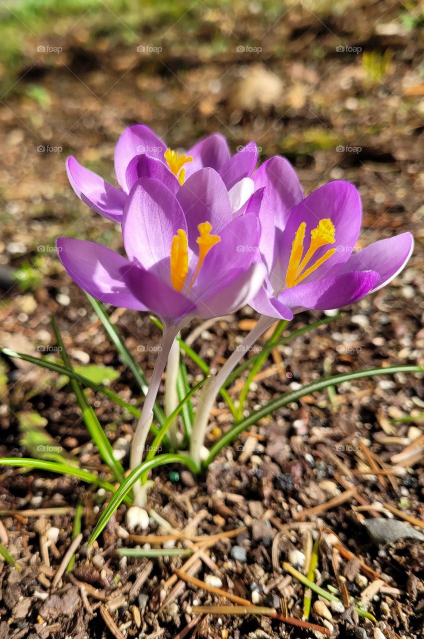 close up of little purple and yellow garden wild flowers.