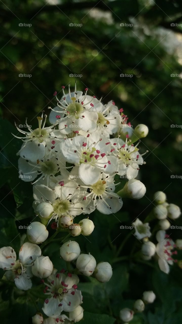 white spring blossoms